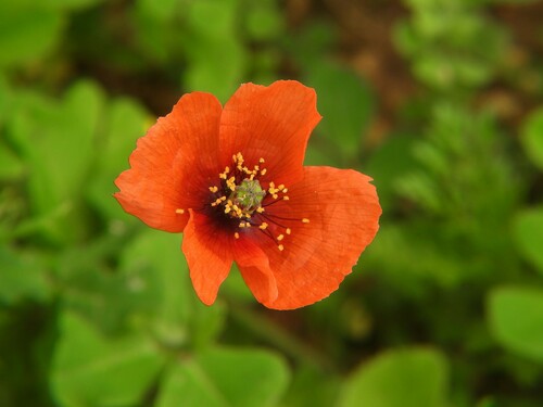 Mediterranean poppy (Papaver pinnatifidum)