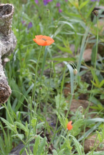 Mediterranean poppy (Papaver pinnatifidum)