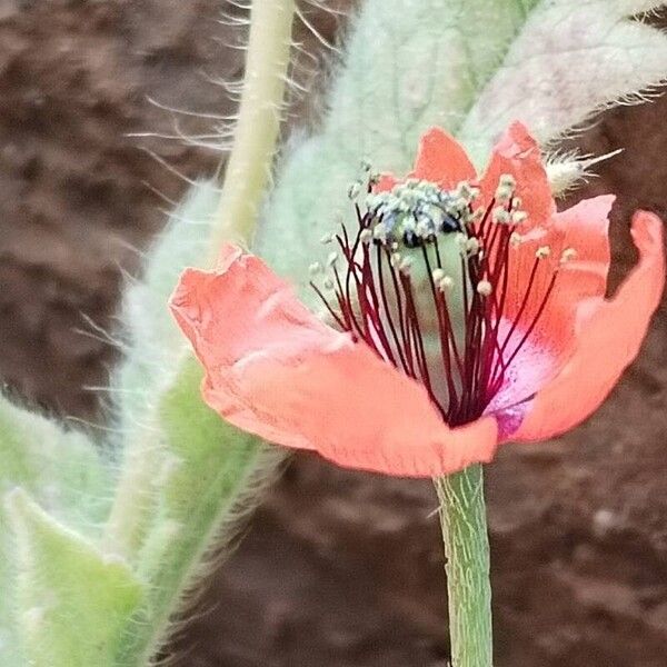 Mediterranean poppy (Papaver pinnatifidum)