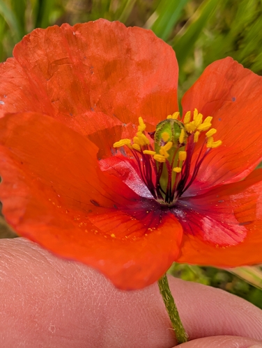 Mediterranean poppy (Papaver pinnatifidum)