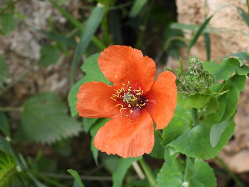 Mediterranean poppy (Papaver pinnatifidum)