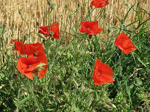 Common poppy: Klatschmohn ( Papaver rhoeas ) bei Wiesbaden-Nordenstadt