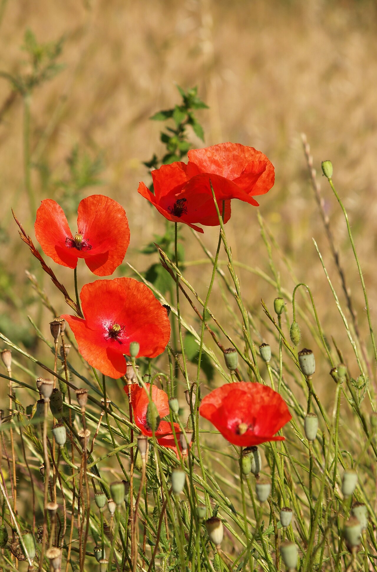 Common poppy: Common Poppy ( Papaver rhoeas ), Thasos, Greece