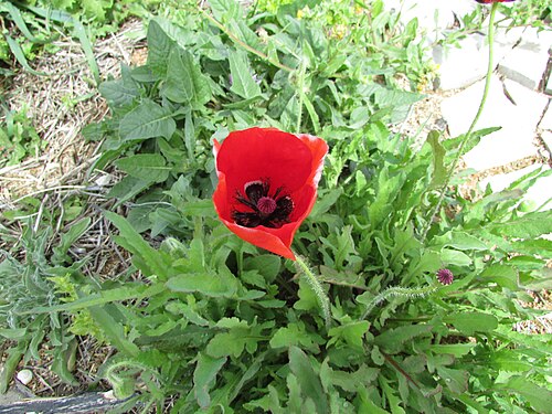 Common poppy: An example of a Common Poppy (Papaver rhoeas) found in the neighbourhood Cerro Grande which is west of city of Albufeira , Algarve, Portugal.