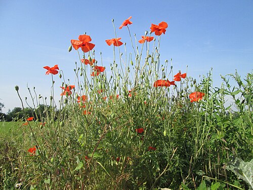 Common poppy: Klatschmohn ( Papaver rhoeas ) am Feldrand in Hockenheim