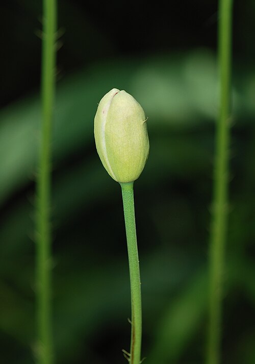 Opium poppy: Bud of Opium Poppy