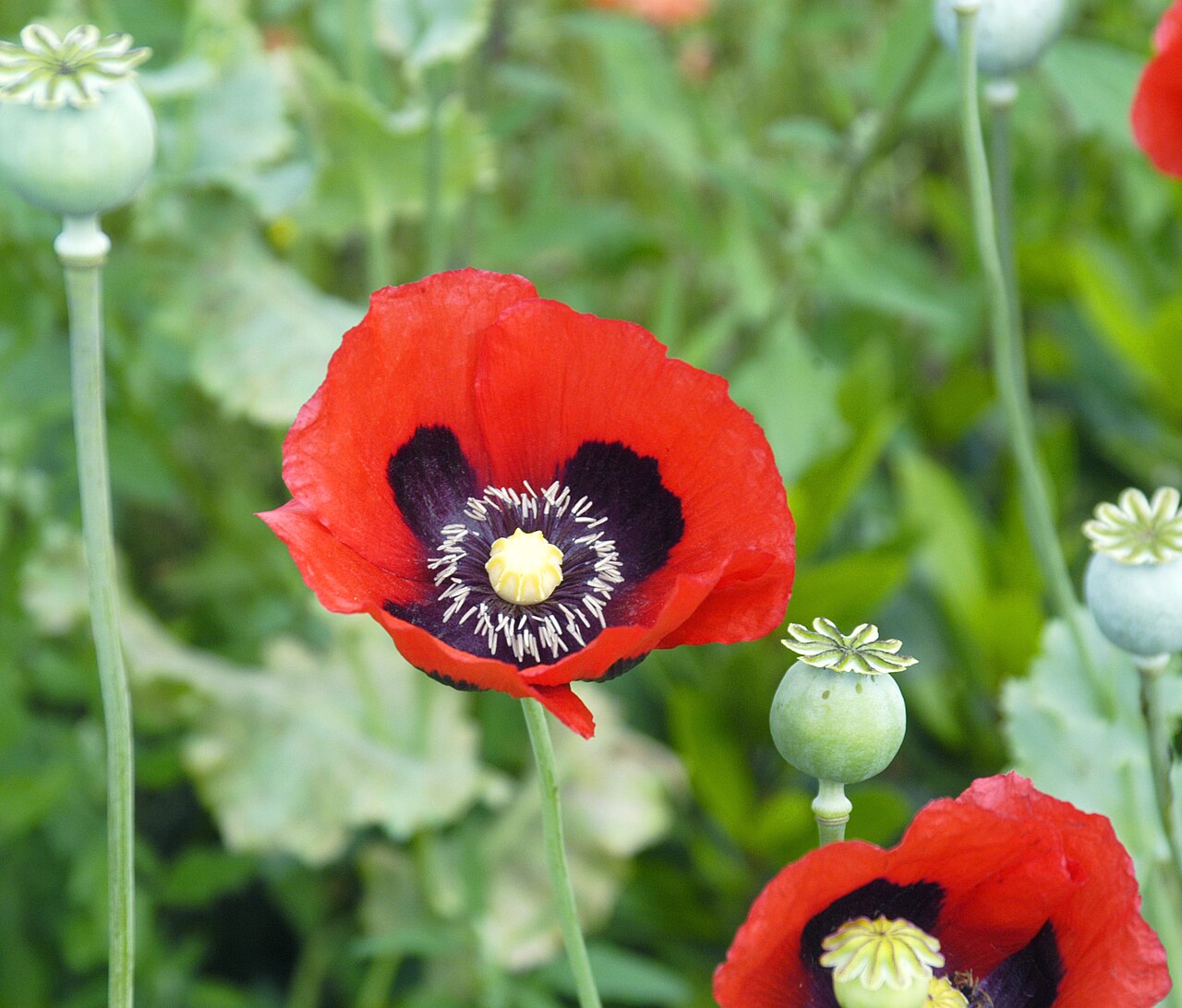 Opium poppy: Papaver somniferum , (en) Opium Poppy