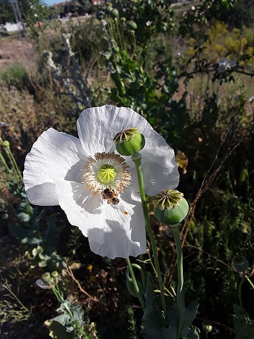 Opium poppy: senda en Velilla de San Antonio camino a las lagunas Miralrío