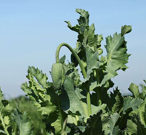 Opium poppy: Winterblaumohn (Papaver somniferum), Sorte: Zero Morphex auf dem Feld Nahe Waldenburg. Landkreis Zwickau, Sachsen. Landschaftsschutzgebiet Mulden- und Chemnitzt
