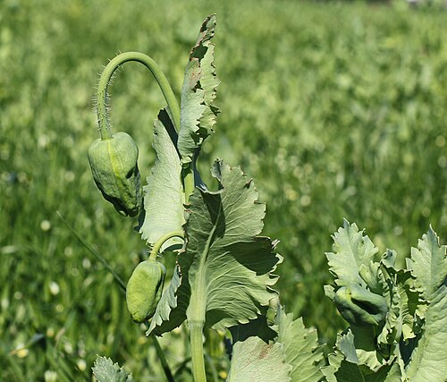 Opium poppy: Winterblaumohn (Papaver somniferum), Sorte: Zero Morphex auf dem Feld Nahe Waldenburg. Landkreis Zwickau, Sachsen. Landschaftsschutzgebiet Mulden- und Chemnitzt