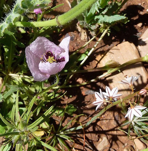 Opium poppy: Opium Poppy. Papaver somniferum. Hollow-leaved Asphodel on right.