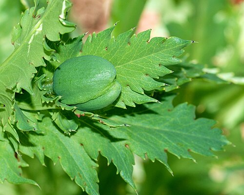 Opium poppy: Leaves and bud of a Opium Poppy