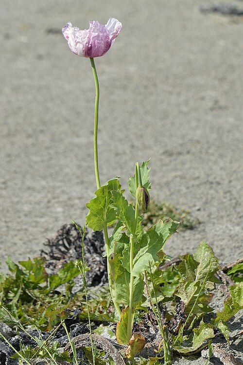 Opium poppy: Opium Poppy ( Papaver somniferum ) in Hå, Norway.