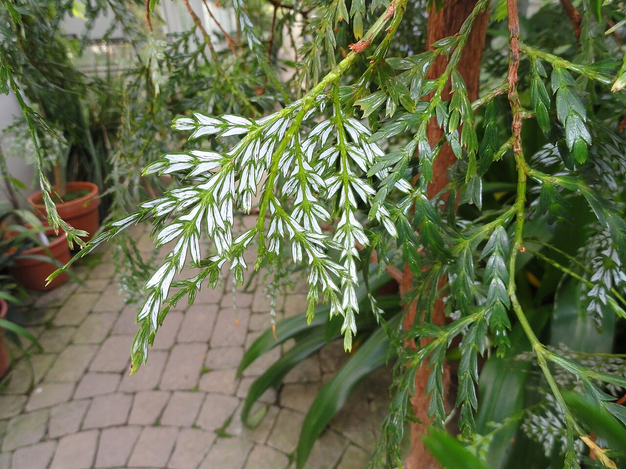 Papuacedrus papuana: Botanical specimen in the Lyman Plant House, Smith College, Northampton, Massachusetts, USA.