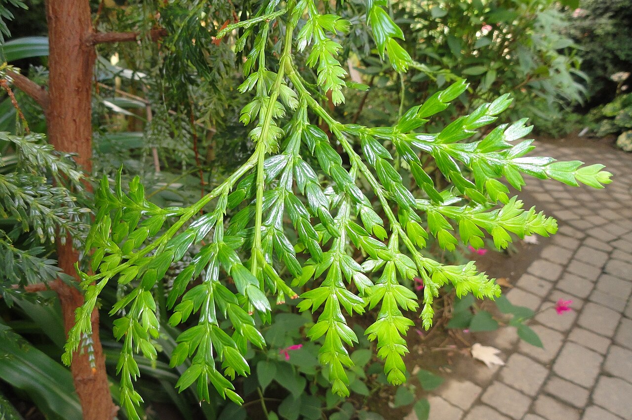 Papuacedrus papuana: Botanical specimen in the Lyman Plant House, Smith College, Northampton, Massachusetts, USA.