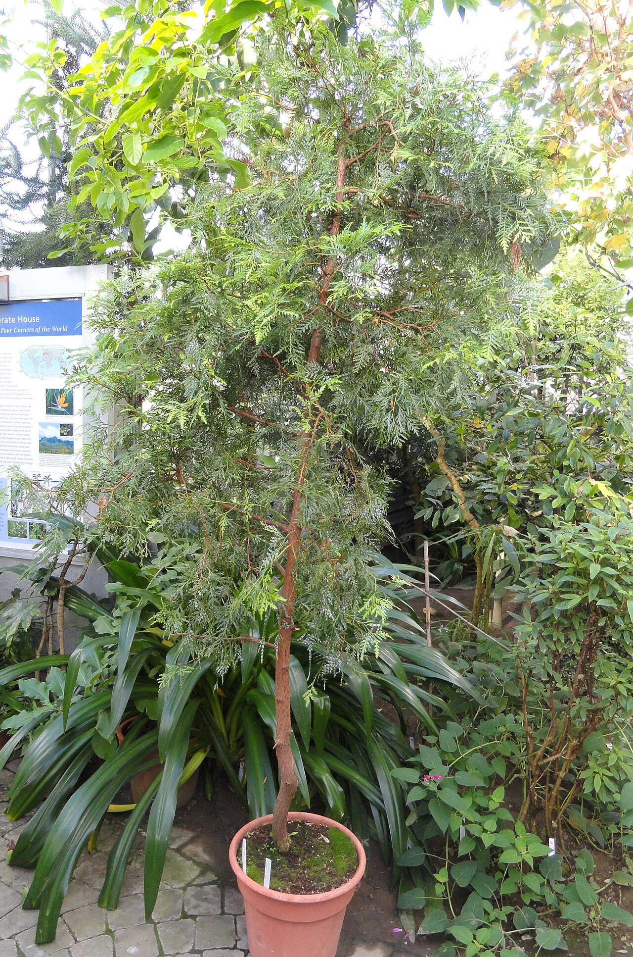 Papuacedrus papuana: Botanical specimen in the Lyman Plant House, Smith College, Northampton, Massachusetts, USA.