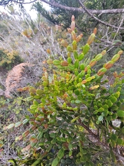 Papuacedrus papuana (Papuacedrus papuana)