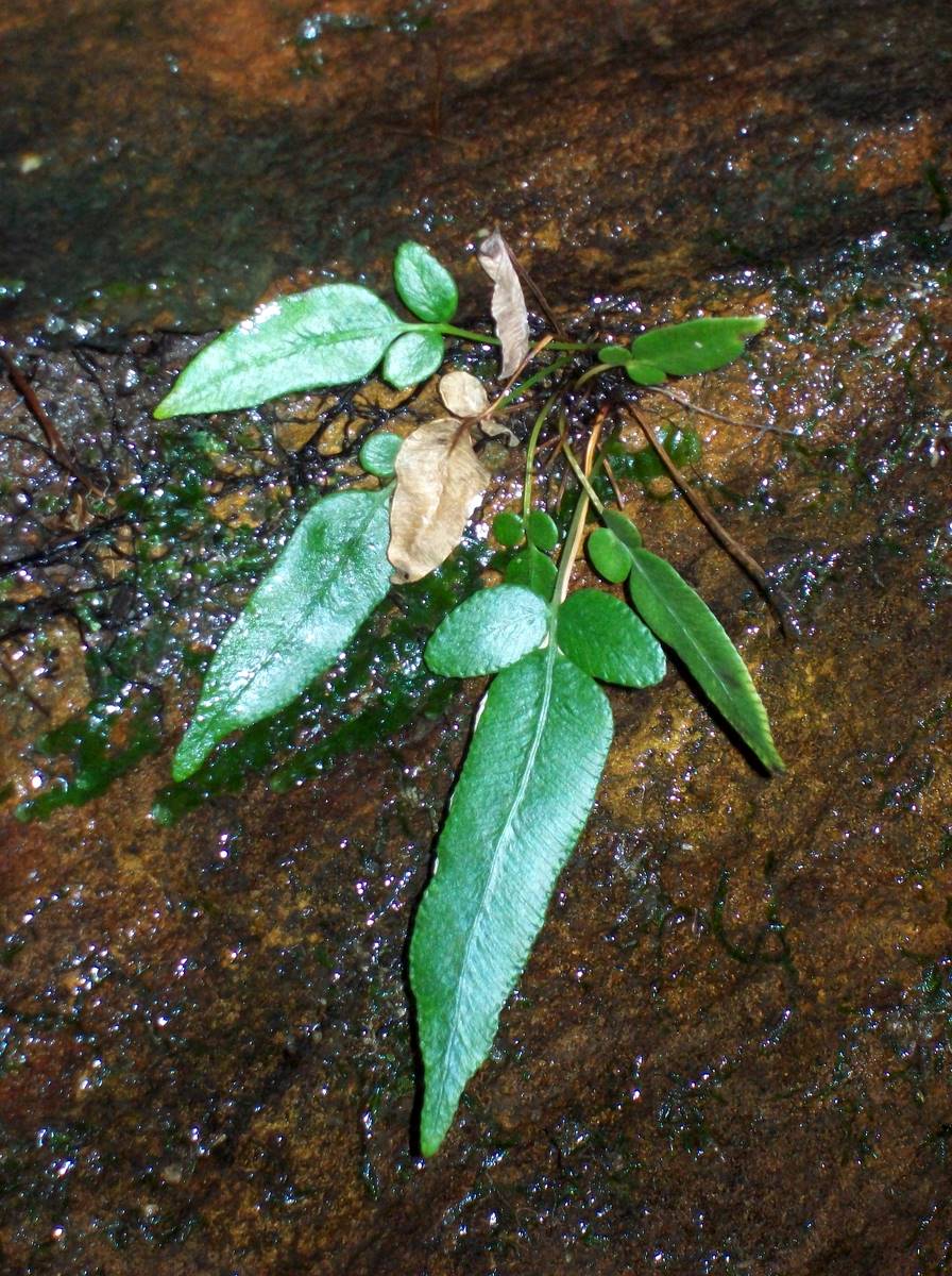 Parablechnum ambiguum: Waterfall plant Elvina Bay Ku-ring-gai Chase, ID by the Royal Botanic Gardens Sydney as most likely Blechnum ambiguum