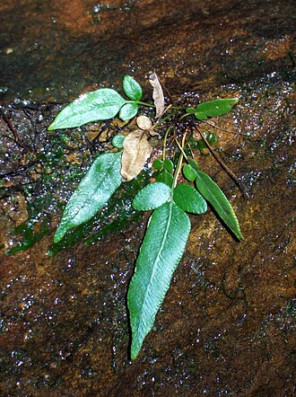 Parablechnum ambiguum: Waterfall plant Elvina Bay Ku-ring-gai Chase, ID by the Royal Botanic Gardens Sydney as most likely Blechnum ambiguum