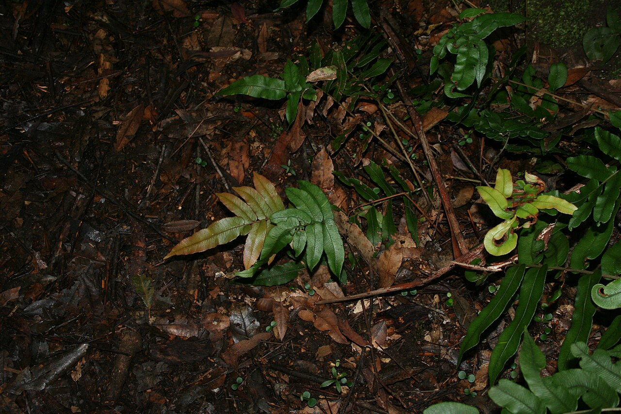 Parablechnum ambiguum: Blechnum ambiguum with pink new growth, near Coachwood Glen, Blue Mtns