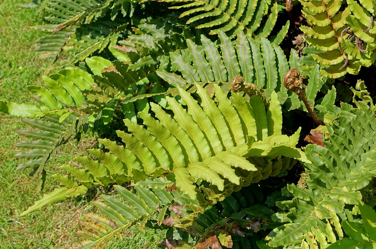Parablechnum cordatum: Horticultural specimen in Savill Garden - Windsor Great Park, England.