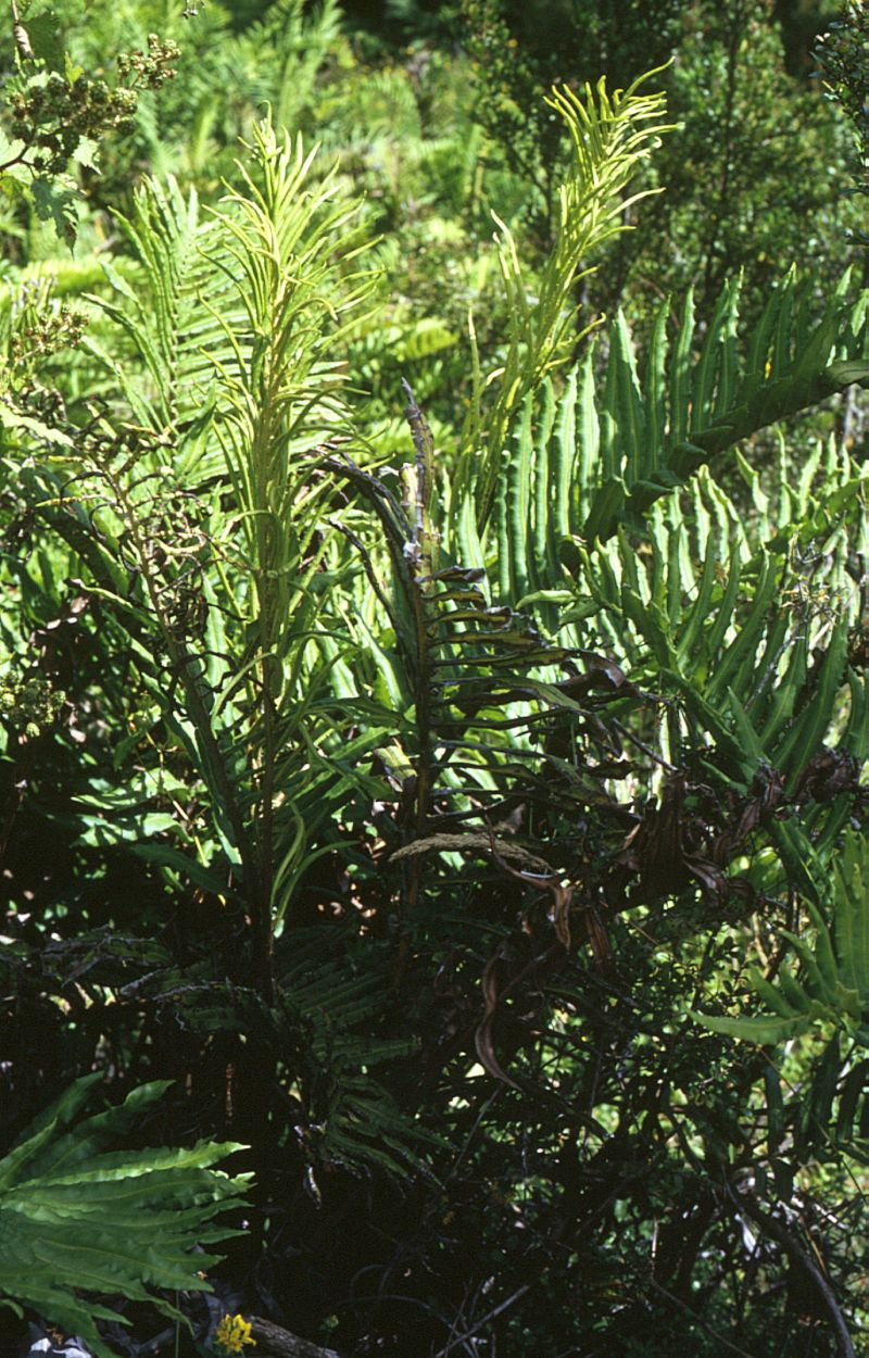 Parablechnum cordatum: Blechnum cordatum (syn. B. chilense ), Rippenfarngewächse (Blechnaceae) - Chile, ca. 15 km NE Pargua