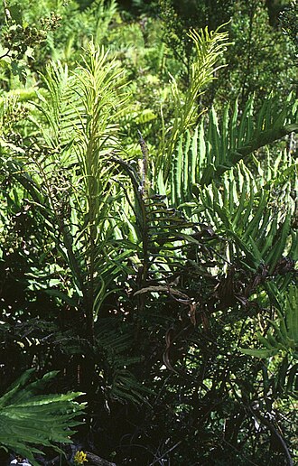 Parablechnum cordatum: Blechnum cordatum (syn. B. chilense ), Rippenfarngewächse (Blechnaceae) - Chile, ca. 15 km NE Pargua