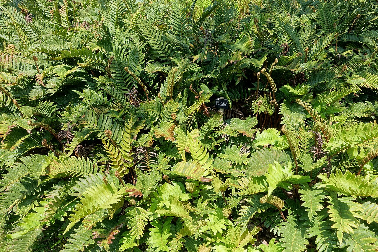 Parablechnum cordatum: Horticultural specimen in Savill Garden - Windsor Great Park, England.
