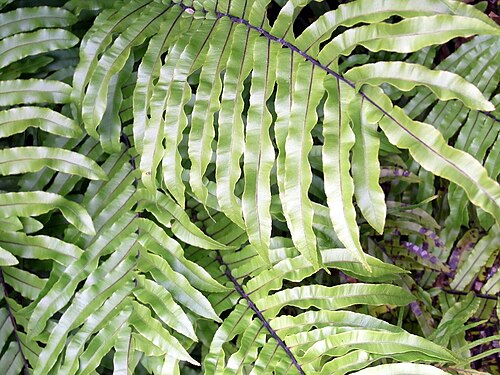 Parablechnum minus: Blechnum minus Hobart Gardens, Tasmania