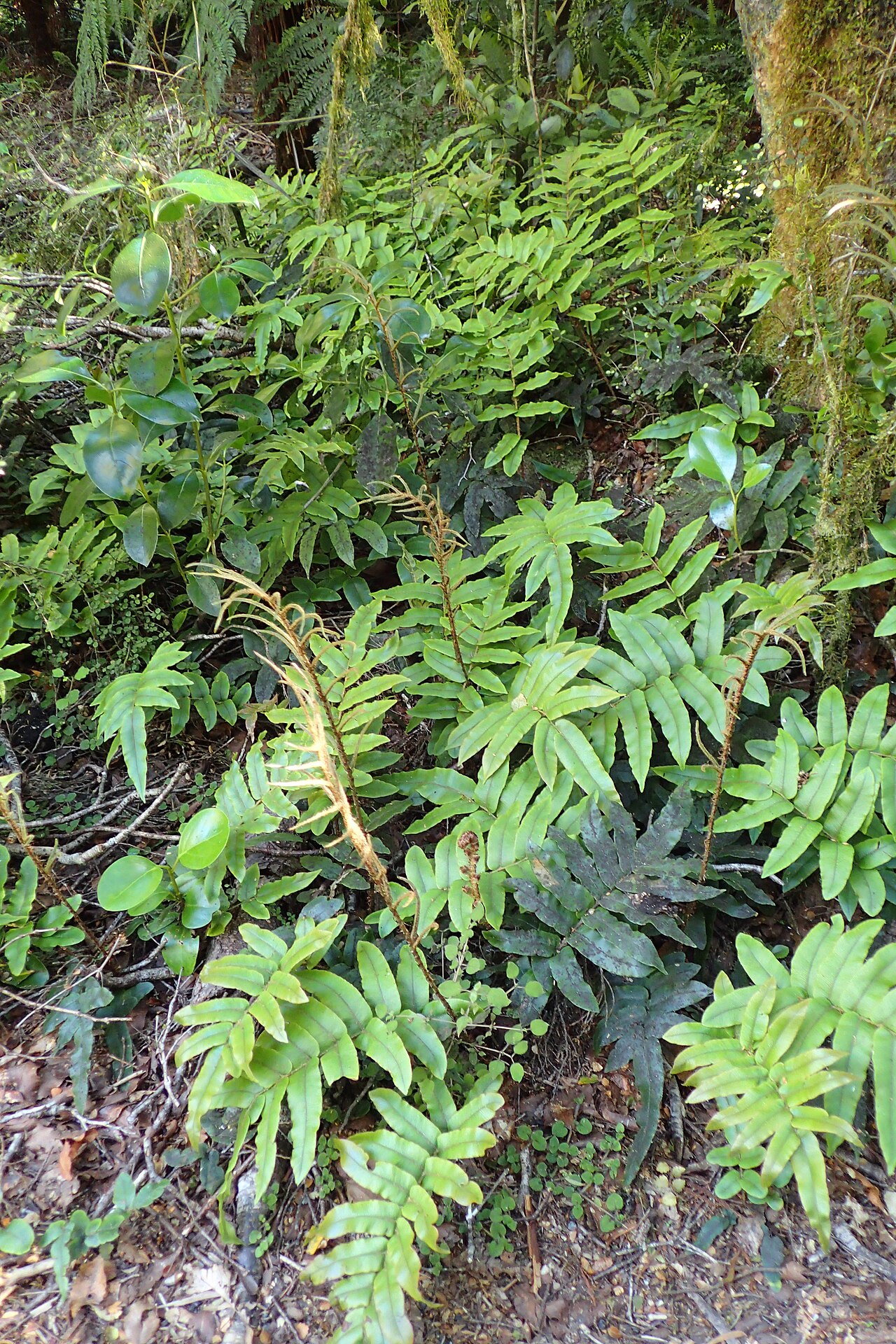Parablechnum montanum: Blechnum montanum at Diana Falls in Mt Aspiring National Park