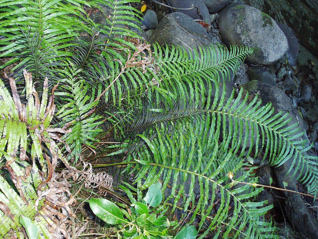 Parablechnum triangularifolium (Parablechnum triangularifolium)