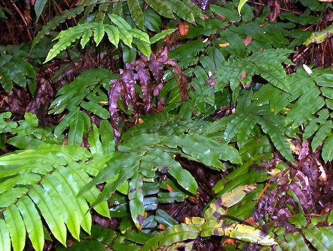 Parablechnum wattsii: Hard Water Fern at Pinkwood Creek, Deua National Park