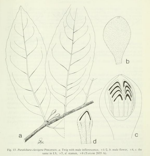 Parakibara clavigera: Parakibara clavigera Philipson. a) Twig with male inflorescence, b) male flower, c) the same in LS d) stamen