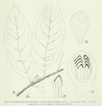 Parakibara clavigera: Parakibara clavigera Philipson. a) Twig with male inflorescence, b) male flower, c) the same in LS d) stamen
