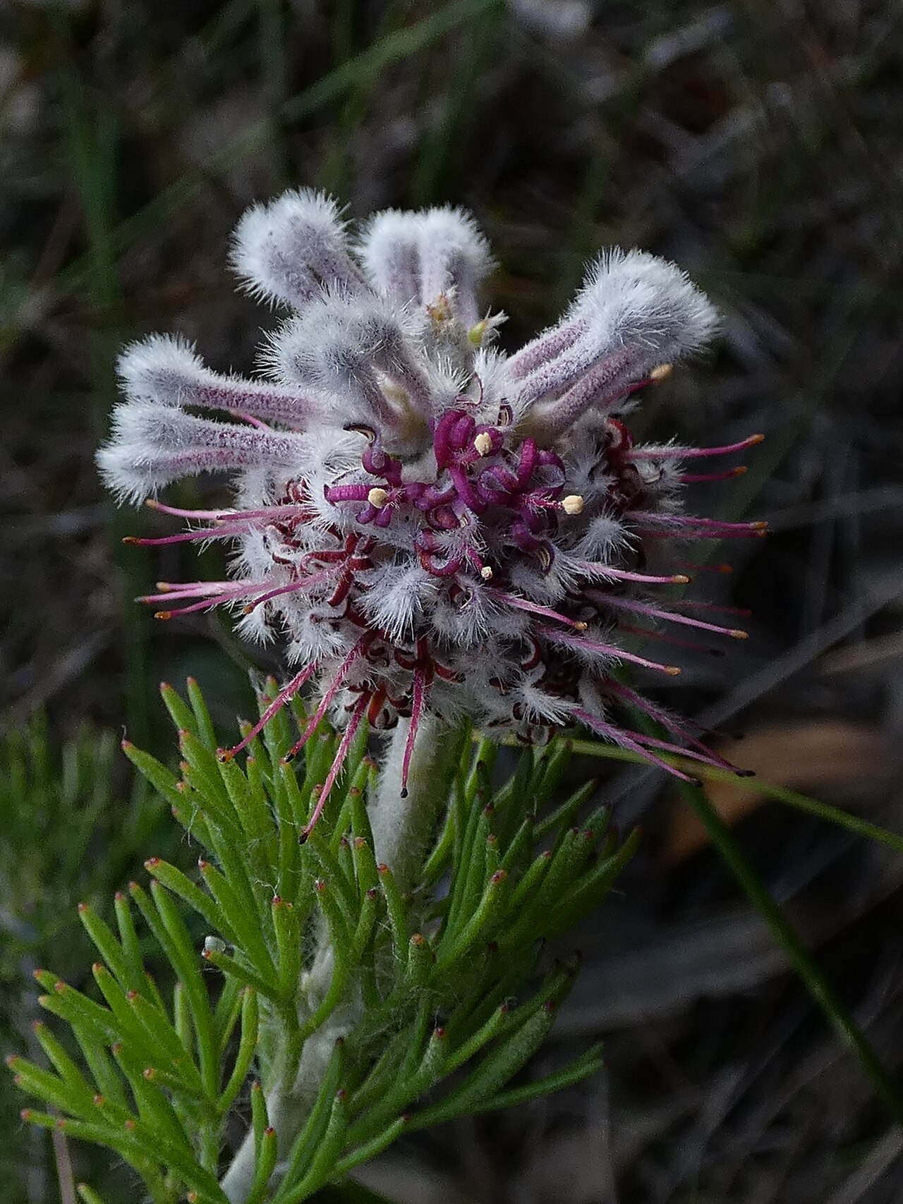 Paranomus abrotanifolius: Bredasdorp Sceptre Paranomus abrotanifolius , photographed on the Potberg, SA