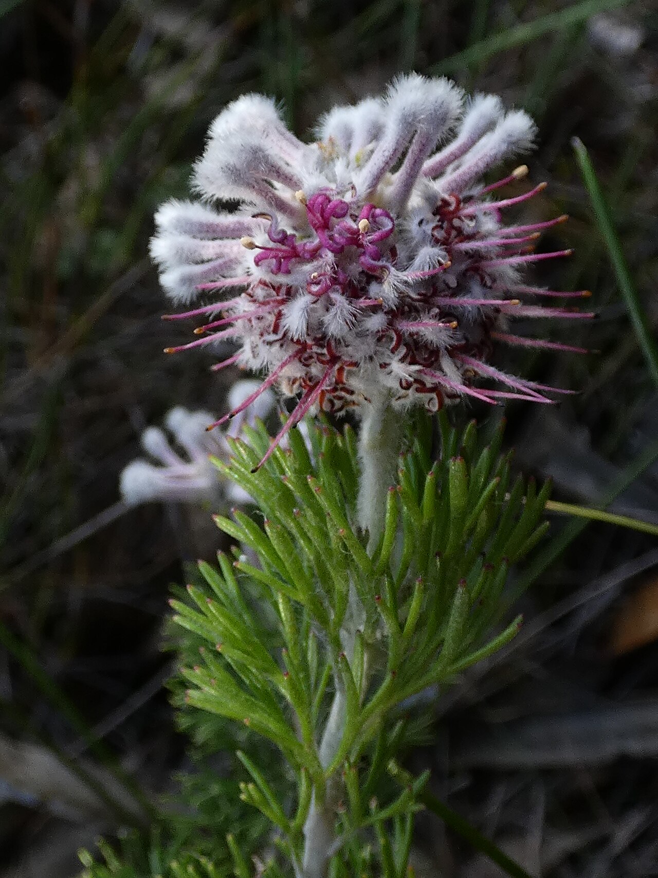 Paranomus abrotanifolius: Bredasdorp Sceptre Paranomus abrotanifolius , photographed on the Potberg, SA