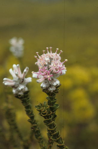 Hairy-style sceptre (Paranomus adiantifolius)