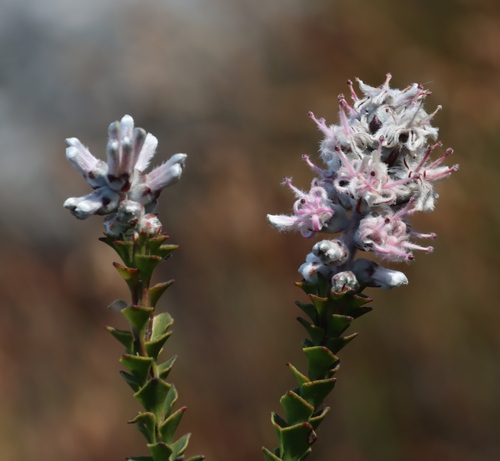 Hairy-style sceptre (Paranomus adiantifolius)