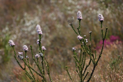 Hairy-style sceptre (Paranomus adiantifolius)