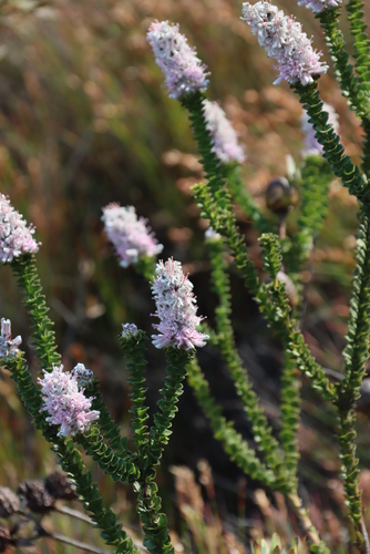 Hairy-style sceptre (Paranomus adiantifolius)