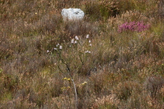 Hairy-style sceptre (Paranomus adiantifolius)