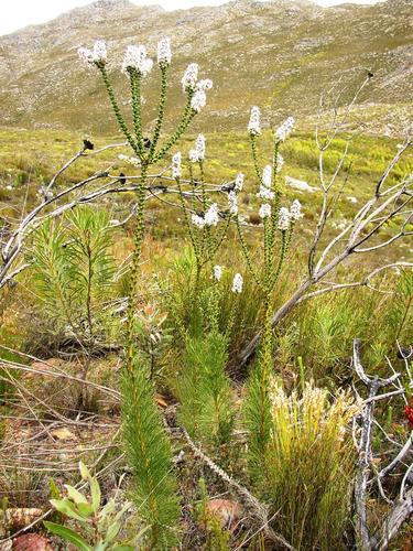 Hairy-style sceptre (Paranomus adiantifolius)