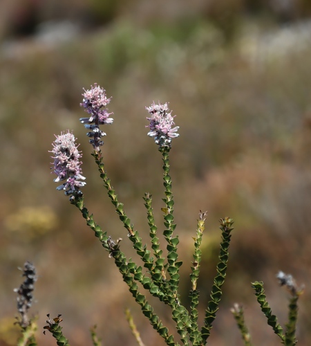 Hairy-style sceptre (Paranomus adiantifolius)