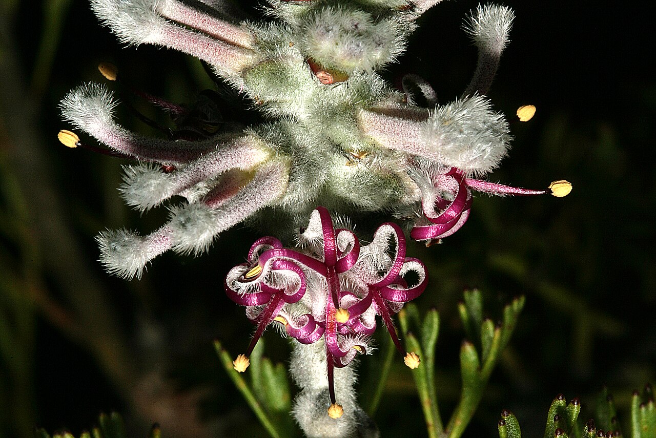 Overberg sceptre: Paranomus bolusii , flowers; Caledon Wild Flower Show, Caledon, Western Cape, South Africa
