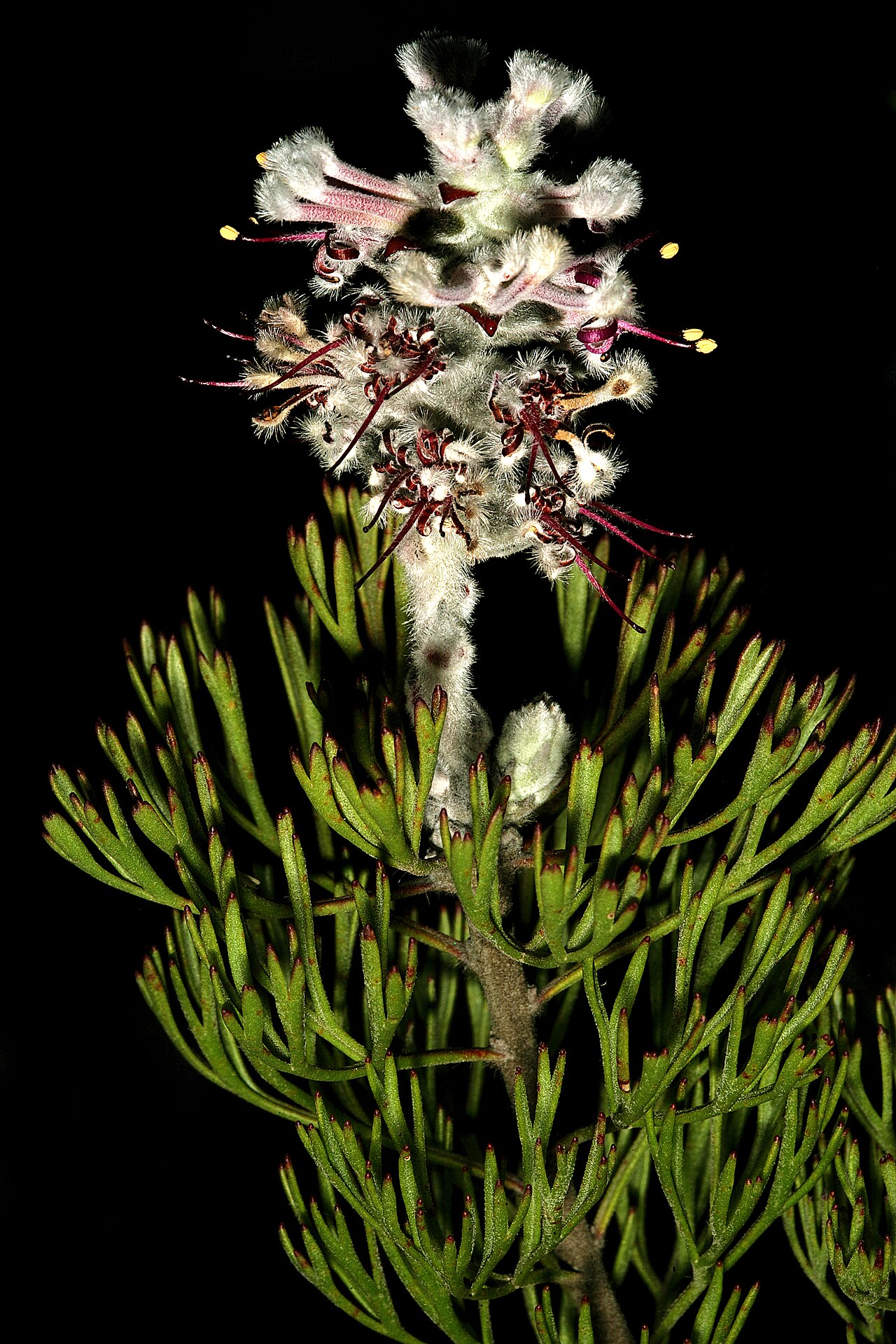 Overberg sceptre: Paranomus bolusii , inflorescence (with mainly old flowers); Caledon Wild Flower Show, Caledon, Western Cape, South Africa