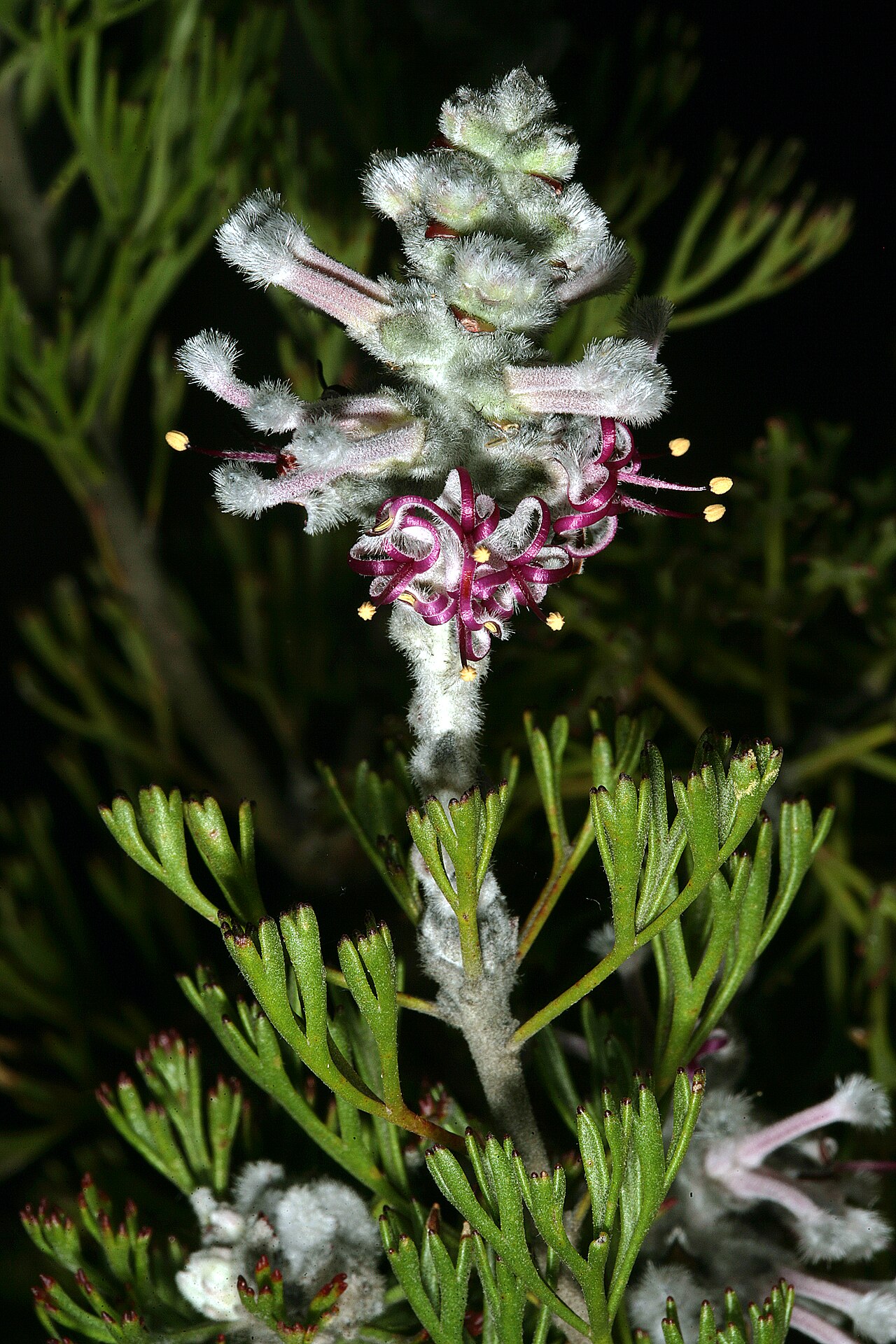 Overberg sceptre: Paranomus bolusii , inflorescence; Caledon Wild Flower Show, Caledon, Western Cape, South Africa