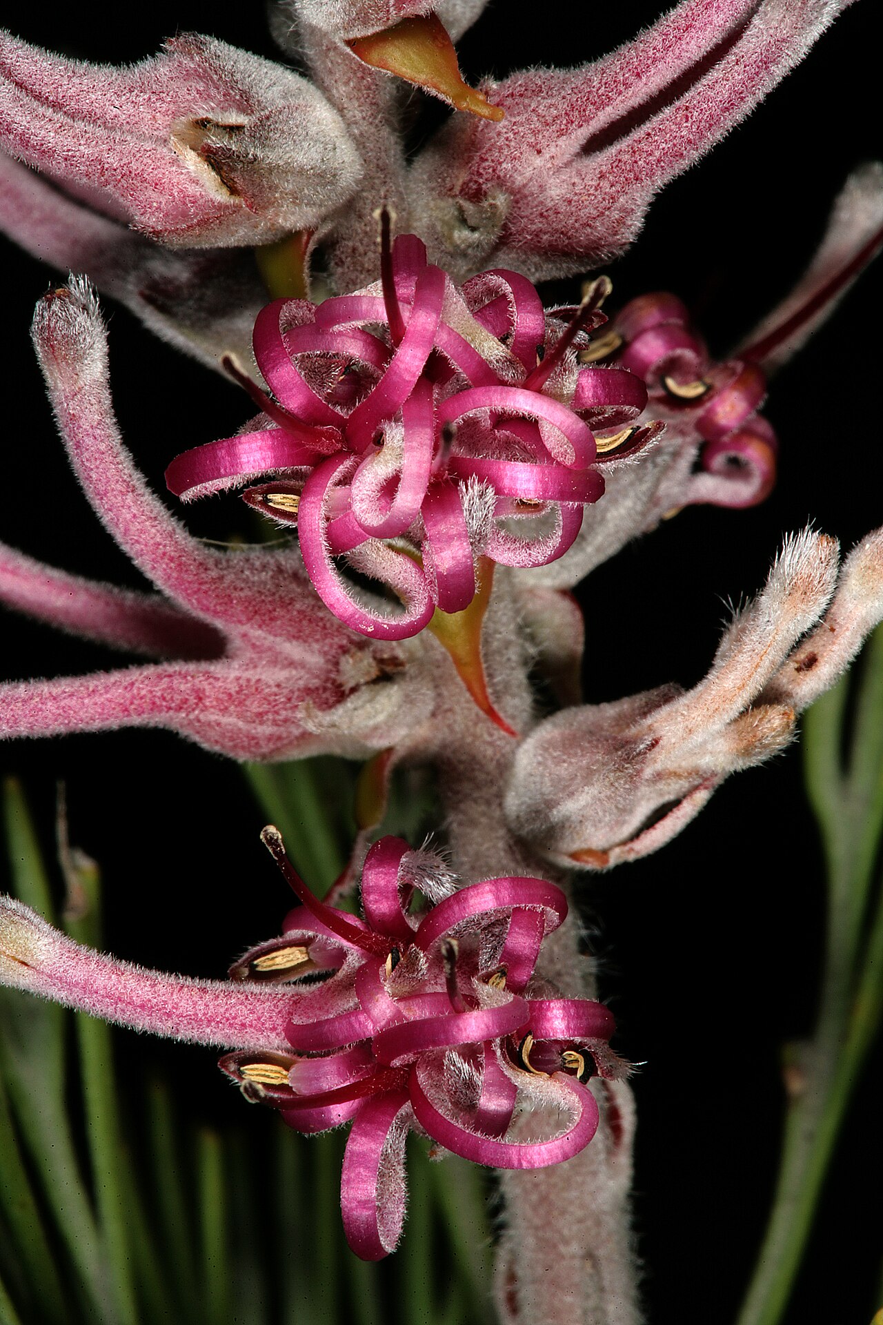 Smooth-leaf tree sceptre: Paranomus bracteolaris , flowers; Nieuwoudtville, Vanrhynspas, lookout on top of plateau, Northern Cape, South Africa
