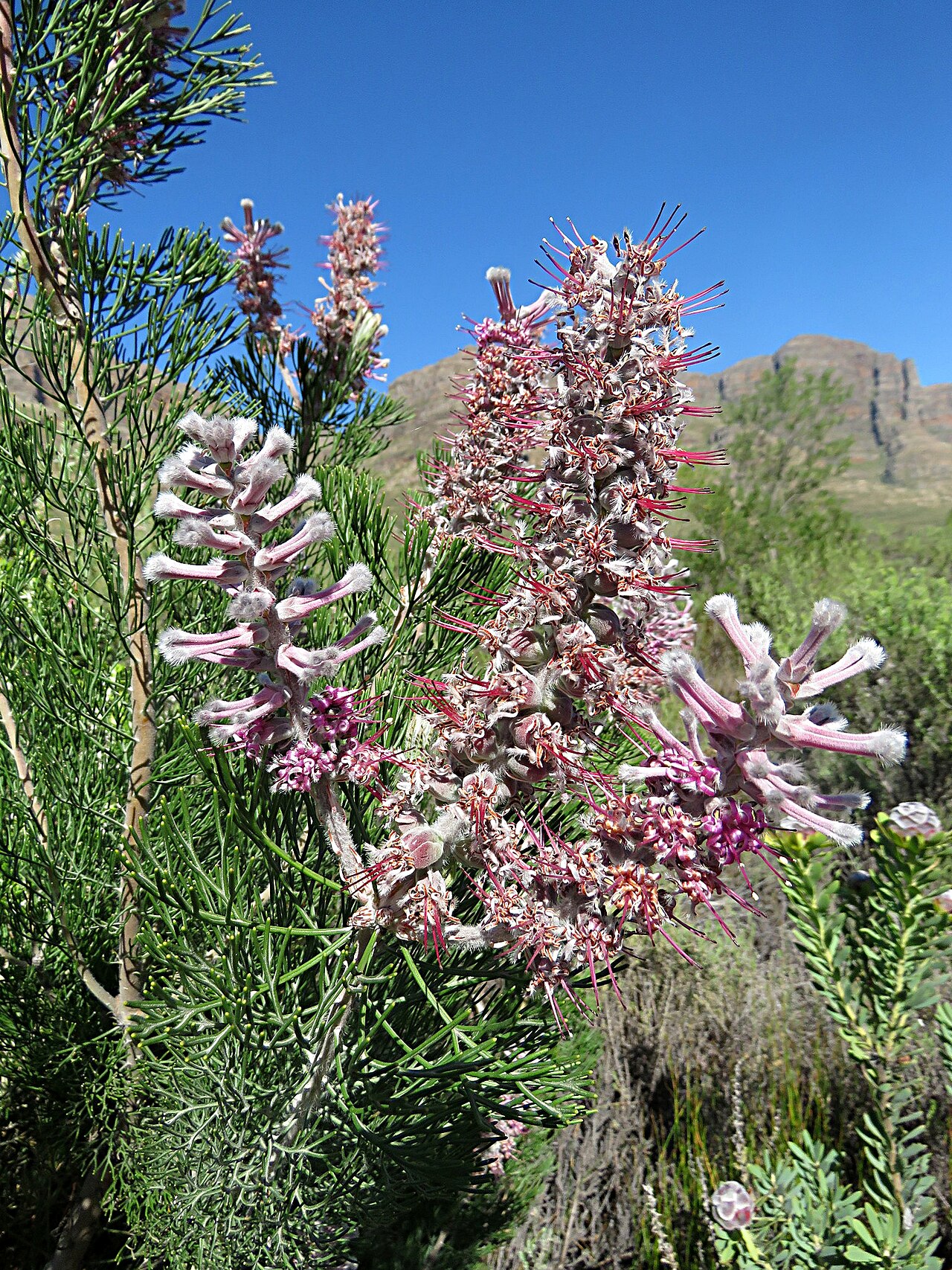 Smooth-leaf tree sceptre: Bokkeveld sceptre, smooth-leaved tree-sceptre or Paranomus bracteolaris, photographed by Ronald Flipphi, opposite the road of Algeria Campsite, Uitkykrivier Val