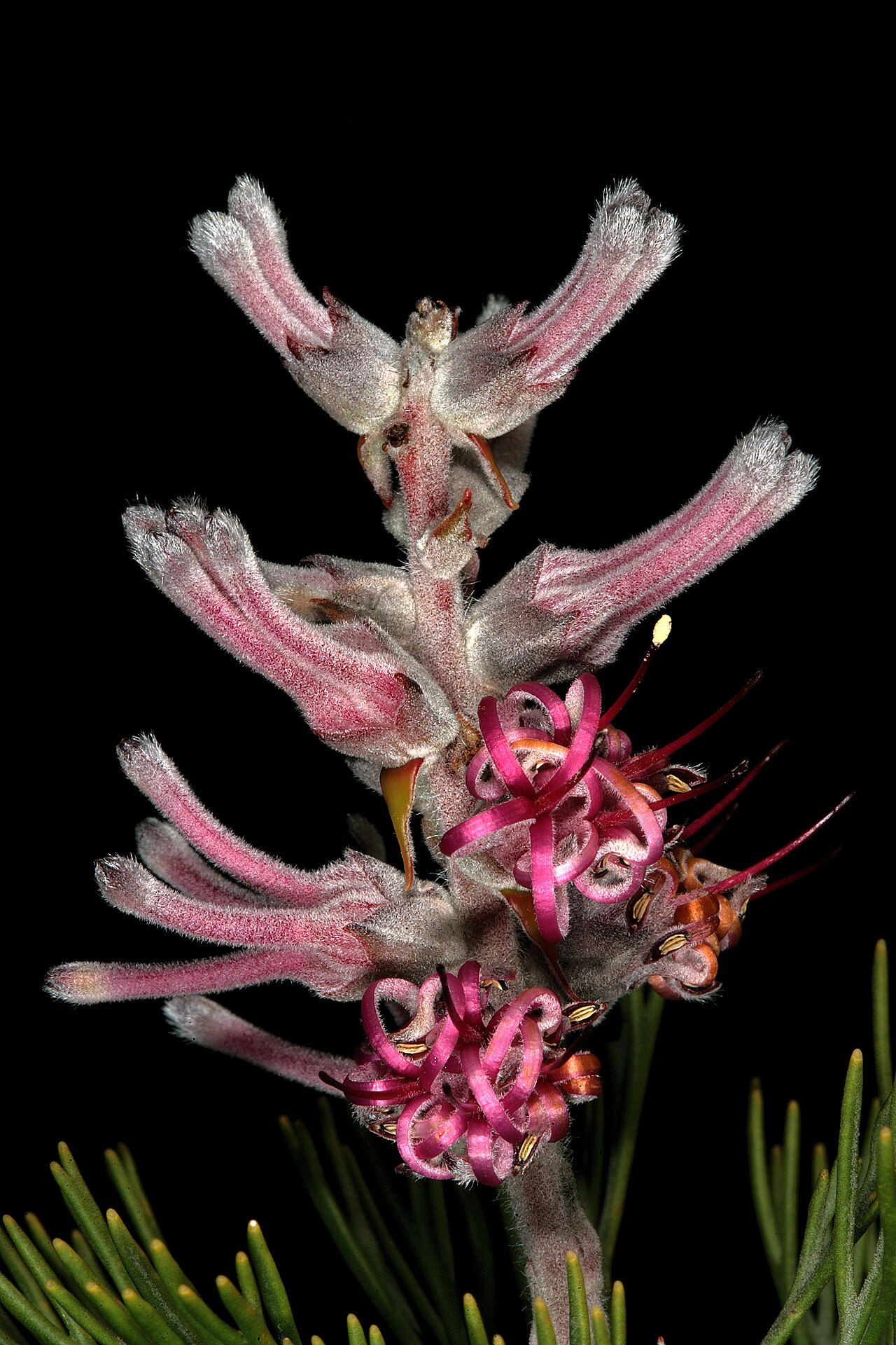 Smooth-leaf tree sceptre: Paranomus bracteolaris , inflorescence; Nieuwoudtville, Vanrhynspas, lookout on top of plateau, Northern Cape, South Africa
