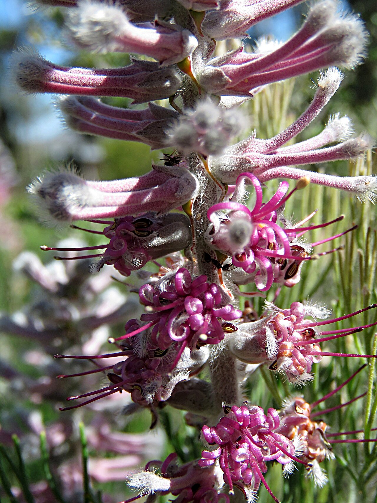 Smooth-leaf tree sceptre: Bokkeveld sceptre, smooth-leaved tree-sceptre or Paranomus bracteolaris, photographed by Ronald Flipphi, opposite the road of Algeria Campsite, Uitkykrivier Val